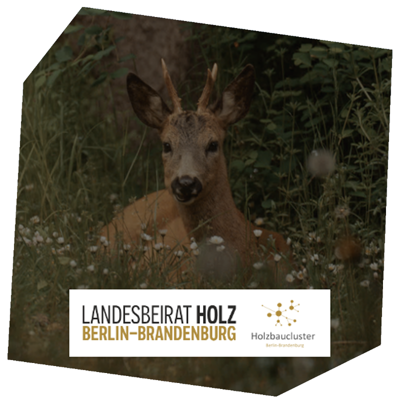 Waldspaziergang Landesbeirat Holz Berlin-Brandenburg